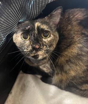 Domestic Short Hair Cats Available for Adoption in Longmont, Colorado - Freckles | PetCurious
