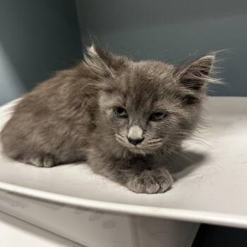 Gusti -  Domestic Medium Hair Cat for Adoption in Chattanooga, Tennessee - Gusti | PetCurious