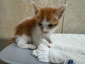 Duck -  Domestic Short Hair Cat for Adoption in Honolulu, Hawaii - Duck | PetCurious