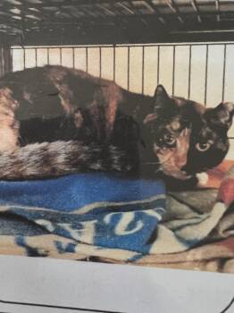 Domestic Short Hair Cats Available for Adoption in New Windsor, New York - Spice | PetCurious