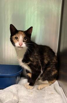 Domestic Short Hair Cats Available for Adoption in Paducah, Kentucky - Cannoli | PetCurious
