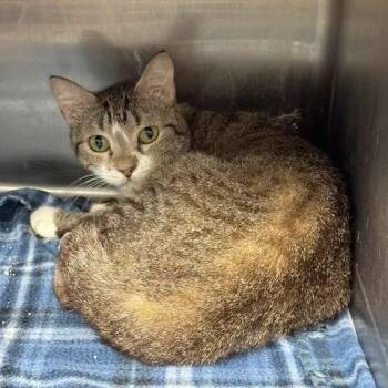 Lady Buttons -  Domestic Short Hair Cat for Adoption in Beaumont, Texas - Lady Buttons | PetCurious