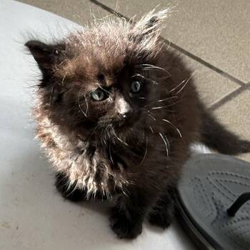 Sayuri -  Domestic Long Hair Cat for Adoption in Aibonito, Aibonito - Sayuri | PetCurious