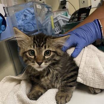 Luis Romo -  Domestic Medium Hair Cat for Adoption in Pasadena, California - Luis Romo | PetCurious