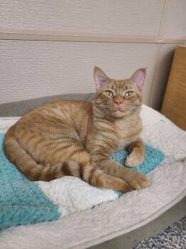 Keebler -  Tabby Cat for Adoption in Penns Grove, New Jersey - Keebler | PetCurious