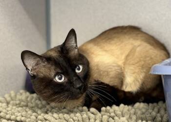 Siamese Cats Available for Adoption in Gardnerville, Nevada - Pepper | PetCurious
