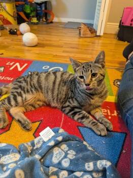 SEASHELL -  Domestic Short Hair Cat for Adoption in Aurora, Colorado - SEASHELL | PetCurious