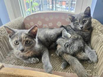 Wonton and Dumpling -  Domestic Short Hair Cat Available for Adoption - Wonton And Dumpling | PetCurious