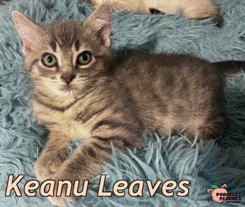 Keanu Leaves -  Domestic Short Hair Cat for Adoption in Douglasville, Georgia - Keanu Leaves | PetCurious
