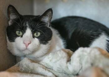 STAN -  Domestic Short Hair Cat for Adoption in Colorado Springs, Colorado - STAN | PetCurious
