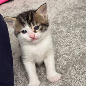 Rescue Domestic Short Hair Cats for Adoption in Ferndale, Michigan - Simba | PetCurious