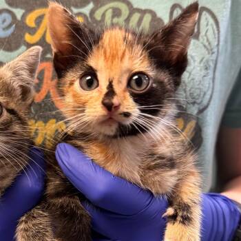 TUSC-Stray-84373 -  Domestic Short Hair Cat for Adoption in Tuscaloosa, Alabama - TUSC-Stray-84373 | PetCurious