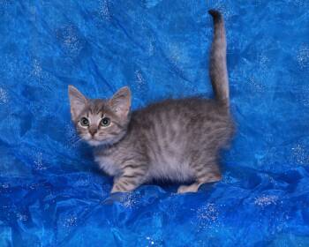 Slater -  Domestic Short Hair Cat for Adoption in Rock Falls, Illinois - Slater | PetCurious