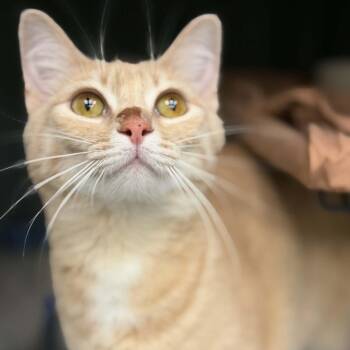 Domestic Short Hair Cats Available for Adoption in Martinsville, Indiana - Goop | PetCurious