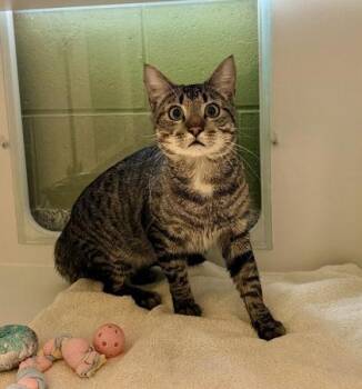 Domestic Short Hair Cats Available for Adoption in Fairfax, Virginia - Pepperoni | PetCurious