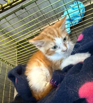 Domestic Short Hair Cats Available for Adoption in San Antonio, Texas - BARTHOLOMEW | PetCurious