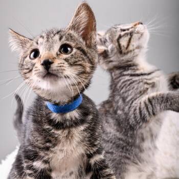 Blue Boy -  Domestic Medium Hair Cat for Adoption in Pacific Grove, California - Blue Boy | PetCurious