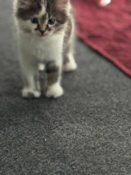 Bianca -  Domestic Long Hair Cat for Adoption in Mokena, Illinois - Bianca | PetCurious