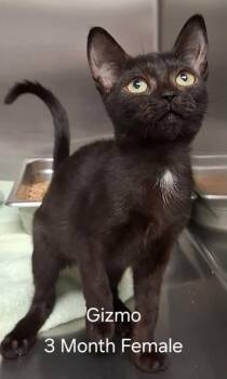 Gizmo -  Domestic Short Hair Cat for Adoption in Amherst, Virginia - Gizmo | PetCurious