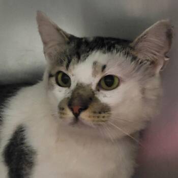 Rescue Domestic Short Hair Cats for Adoption in Windsor, Virginia - Gash | PetCurious