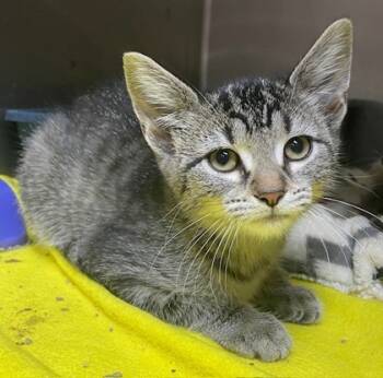 Rescue Domestic Short Hair Cats for Adoption in Columbia City, Indiana - Nikki | PetCurious