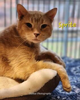 Sprite -  Domestic Short Hair Cat for Adoption in Cambridge, Maryland - Sprite | PetCurious