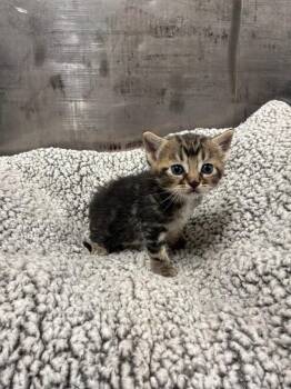 Tabby Cats Available for Adoption in Jurupa Valley, California - Tiramisu | PetCurious