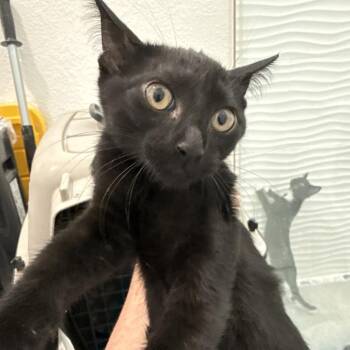 Thor* -  Domestic Short Hair Cat for Adoption in NEW PT RICHEY, Florida - Thor* | PetCurious
