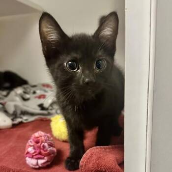 Woodland -  Domestic Short Hair Cat for Adoption in Walnut Creek, California - Woodland | PetCurious
