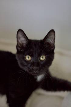 Domestic Short Hair Cats Available for Adoption in Nashville, Tennessee - Tails | PetCurious