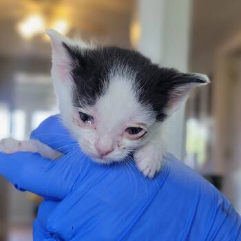 Rescue Domestic Short Hair Cats for Adoption in Troy, Illinois - Regan | PetCurious