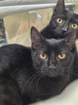 CAPE MAY -  Domestic Short Hair Cat for Adoption in Aliquippa, Pennsylvania - CAPE MAY | PetCurious