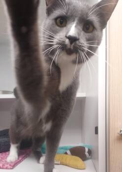 Rescue Domestic Short Hair Cats for Adoption in Wallingford, Connecticut - Zoolander | PetCurious