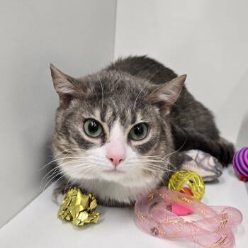 Domestic Short Hair Cats Available for Adoption - Smudge | PetCurious