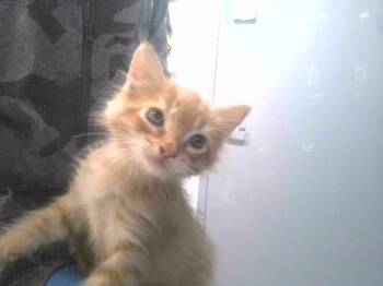 Rescue Domestic Short Hair Cats for Adoption in Tallahassee, Florida - GOBLIN | PetCurious