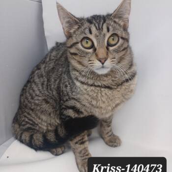 Domestic Short Hair Cats Available for Adoption in New Tazewell, Tennessee - Kriss | PetCurious