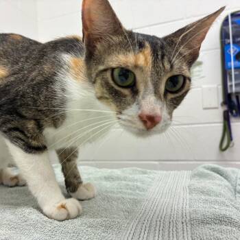 Elodie -  Domestic Short Hair Cat for Adoption in Corpus Christi, Texas - Elodie | PetCurious