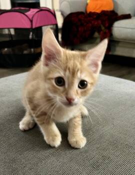 Charles Xavier -  Domestic Short Hair Cat for Adoption in Richmond, Virginia - Charles Xavier | PetCurious