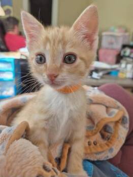 Rescue Domestic Medium Hair Cats for Adoption in Powdersville, South Carolina - Nicholas | PetCurious