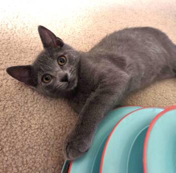 Domestic Short Hair Cats Available for Adoption in Prescott, Arizona - Louie – A Playful Little Purr Machine! | PetCurious