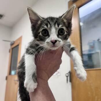 Gold Coast -  Domestic Medium Hair Cat for Adoption in Charleston, West Virginia - Gold Coast | PetCurious