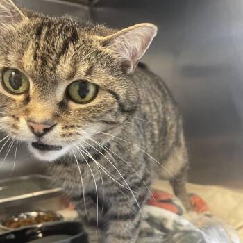 Dora Winifred (DW) -  Domestic Short Hair Cat for Adoption in Gloucester, Virginia - Dora Winifred (DW) | PetCurious