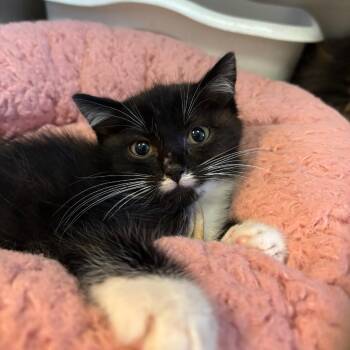 Fudge -  Domestic Short Hair Cat for Adoption in Hopewell, Virginia - Fudge | PetCurious