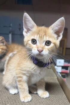 Veronica -  Domestic Short Hair Cat for Adoption in Grand Rapids, Minnesota - Veronica | PetCurious
