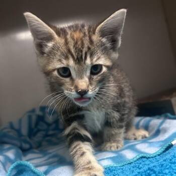 Domestic Short Hair Cats Available for Adoption in Yuma, Arizona - HoneyComb | PetCurious