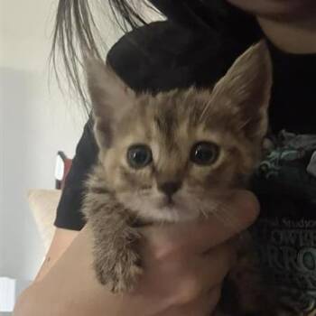 Elaine -  Domestic Short Hair Cat for Adoption in Tempe, Arizona - Elaine | PetCurious