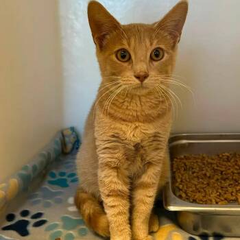 Cheeto -  Domestic Short Hair Cat for Adoption in King George, Virginia - Cheeto | PetCurious