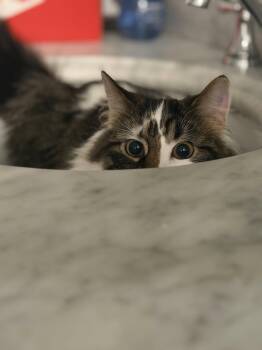 Domestic Medium Hair Cats Available for Adoption in Hazlet, New Jersey - Sullivan | PetCurious