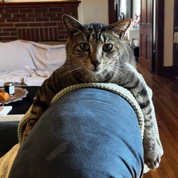 Sage -  Tabby and Tiger Cat for Adoption in Clarksville, Virginia - Sage | PetCurious