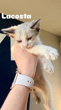 Siamese Cats Available for Adoption in Penryn, California - Lacosta | PetCurious
